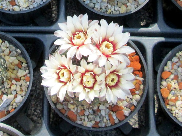 Gymnocalycium platense